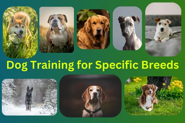 Dog training tips for Australian Shepherds, Jack Russell Terriers, Bulldogs, Shiba Inus, Greyhounds, Whippets, German Shepherds, Beagles, Chihuahuas, and Golden Retrievers.