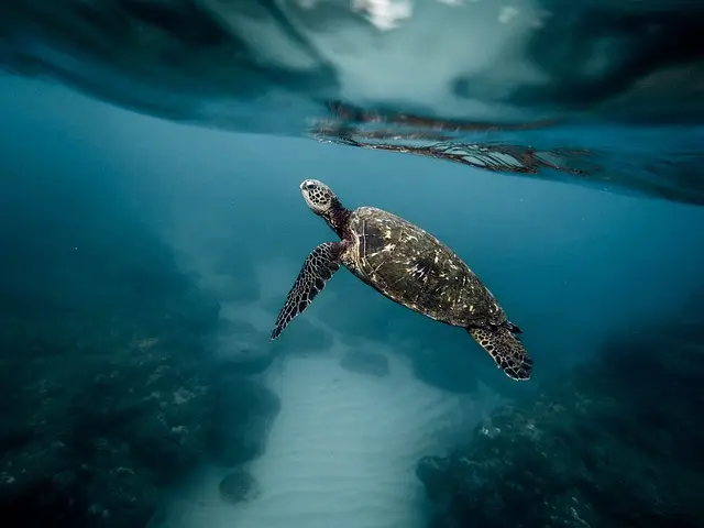 A peaceful turtle basking in the sun, featured in 'Pet Animals: The Top 15 Most Popular Pets Around the World.