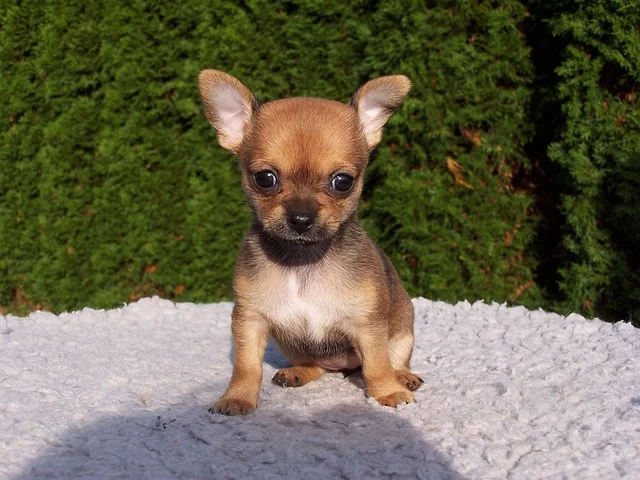 A small Chihuahua receiving treats during a positive reinforcement dog training routine