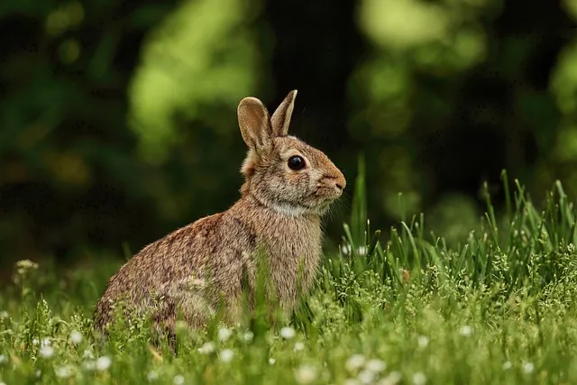 A cute rabbit munching on greens, featured in 'Pet Animals: The Top 15 Most Popular Pets Around the World.'