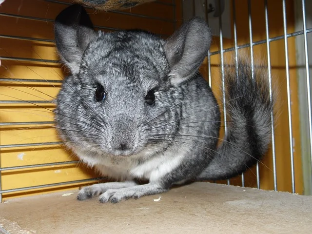 A soft chinchilla enjoying a dust bath, highlighting one of the unique and playful pets people adore.