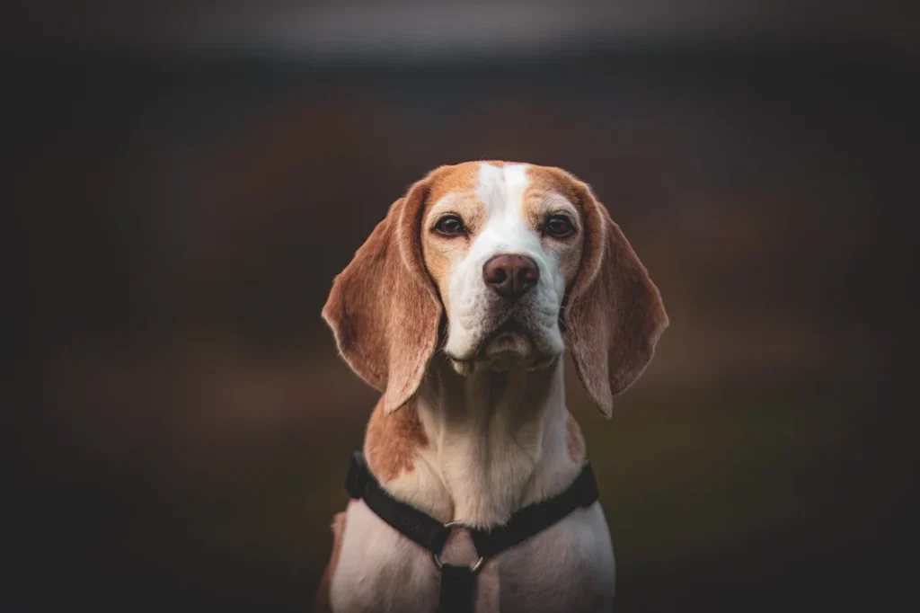 A curious Beagle on a long leash, focused on scent work during dog training.