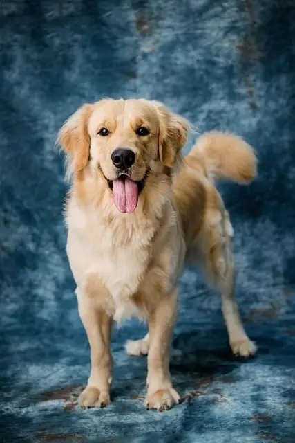 A happy dog enjoying playtime, featured in 'Pet Animals: The Top 15 Most Popular Pets Around the World