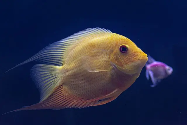 A vibrant fish swimming in a tank, featured in 'Pet Animals: The Top 15 Most Popular Pets Around the World.