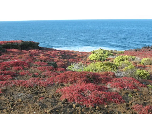 Galápagos tortoises roaming the volcanic landscape of the Galápagos Islands, known as one of the most beautiful islands for wildlife enthusiasts.