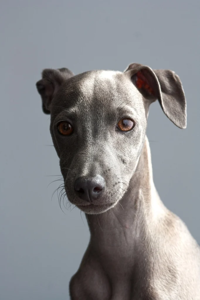 A calm Greyhound enjoying gentle dog training with positive reinforcement techniques