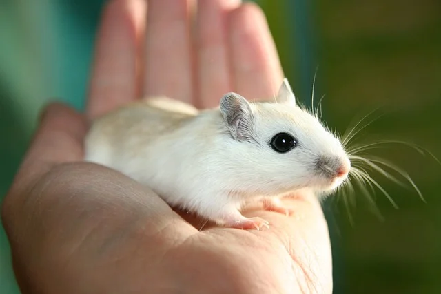 A curious gerbil exploring its cage, featured in 'Pet Animals: The Top 15 Most Popular Pets Around the World.