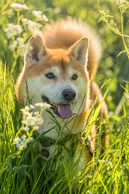 A Shiba Inu attentively responding to commands during dog training in a park