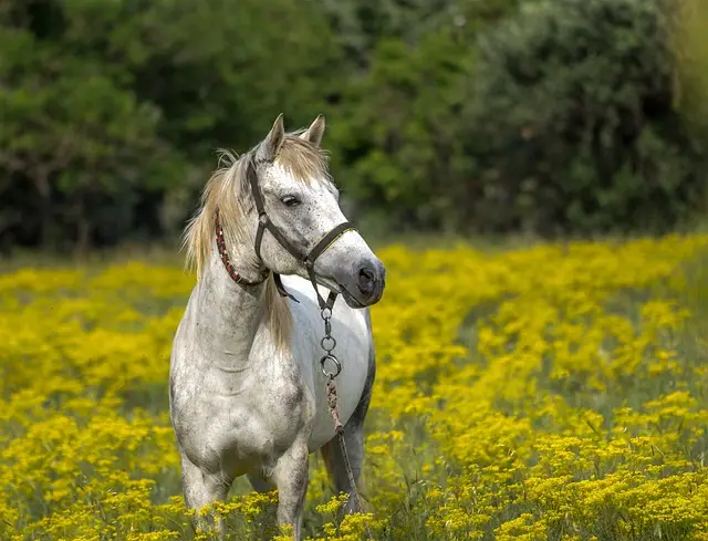 "A majestic horse galloping through a field, representing one of the most loved pet animals worldwide."